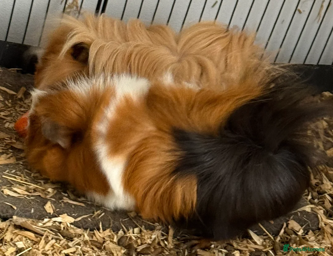 Guinea Pig rodents for sale: Male and female  in Diss - Advert 3