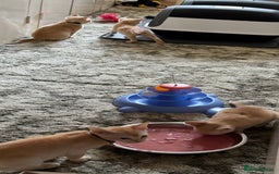 Burmese cats for sale: A fantastic litter of 7 Burmese babies  - Image 17