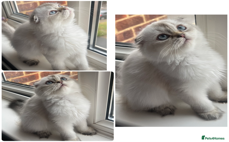 Scottish Fold cats in Rainham - Advert 6