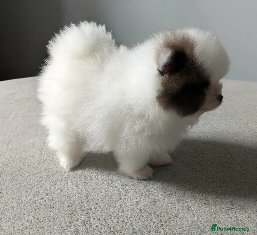 Pomeranian dogs for sale: Exceptional Parti Pomeranian in Plymouth - Advert 2