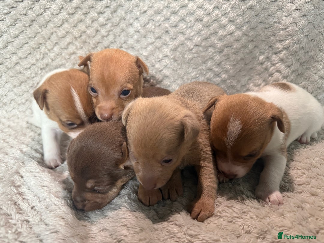 Jack Russell dogs for sale: Stunning litter of miniature Jack Russell puppies - Image 3