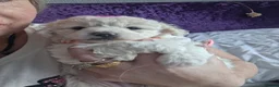 Maltese dogs for sale: Bishon maltese - Advert 1
