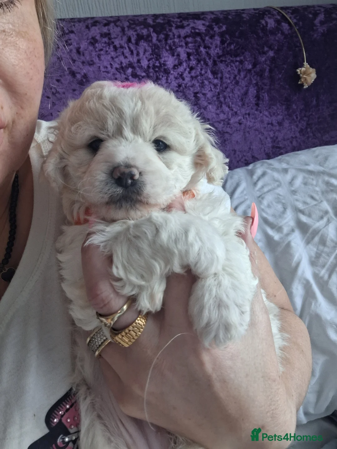 Maltese dogs for sale: Bishon maltese - Advert 1
