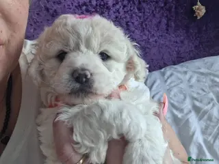 Maltese dogs Bishon maltese - Advert 13