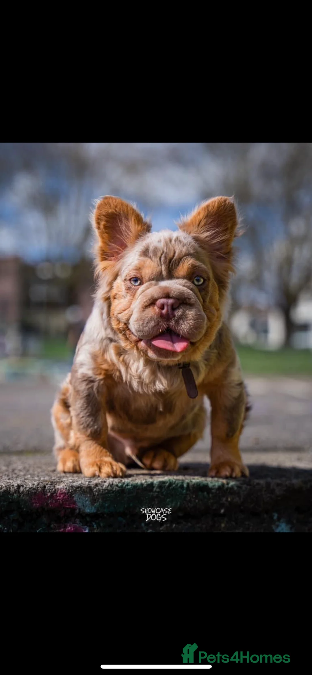 French Bulldog dogs for sale: Fluffy French bulldogs  ** s carrying pink - Advert 3