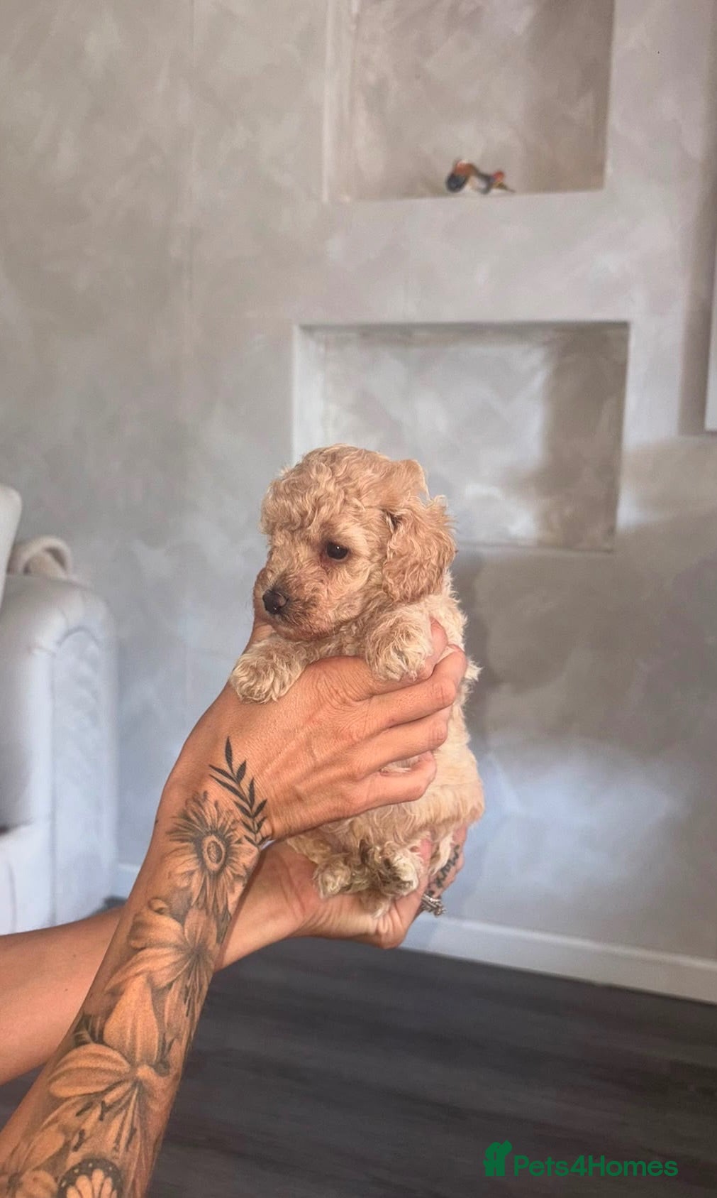 Toy Poodle dogs Toy poodle  - Advert 2