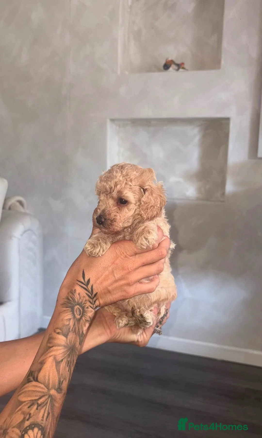 Toy Poodle dogs for sale: Toy poodle  - Advert 1