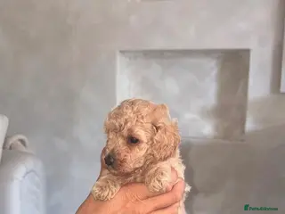 Toy Poodle dogs Toy poodle - Advert 2