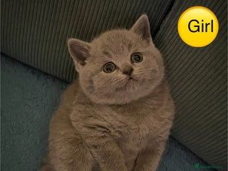 British Shorthair cats Beautiful kittens 🐱💕 - Advert 17