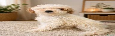 Archie 
