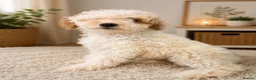 Australian Labradoodle dogs for sale: 🐾 Australian Labradoodle Puppies Available Now 🐾 - Advert 7