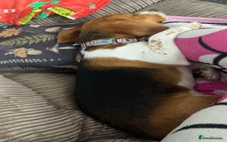 Beagle dogs for sale: Beautiful Beagle looking for a new home - Advert 3