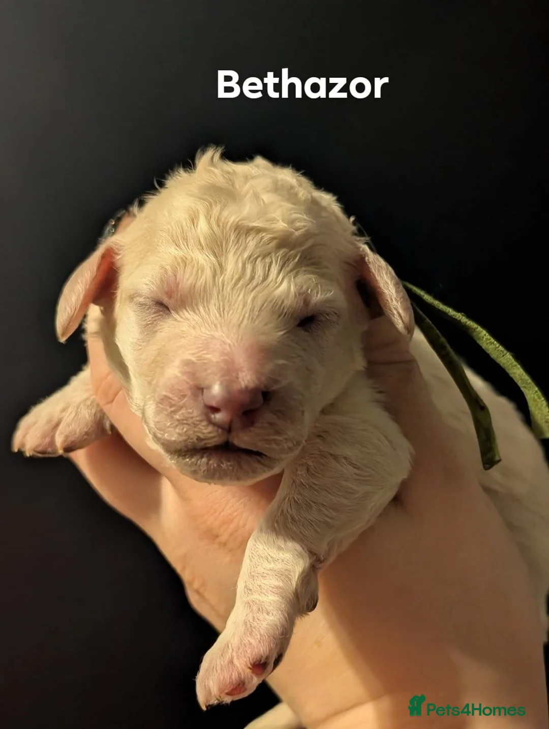 Goldendoodle dogs for sale: Unique goldendoodle puppies  - Advert 16