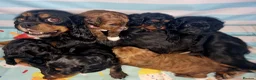 Cavapoo dogs for sale: Ready Now - 3 Girl F1 Toy Cavapoos Health Checked - Advert 15