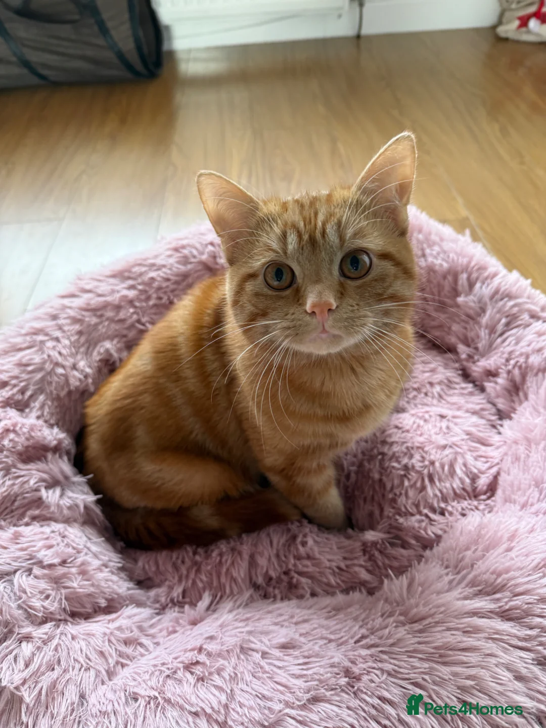 Domestic Shorthair cats for sale: Male 10 Month old Kitten in Dundee - Advert 1