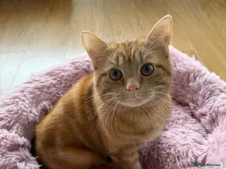 Domestic Shorthair cats Male 10 Month old Kitten - Advert 1