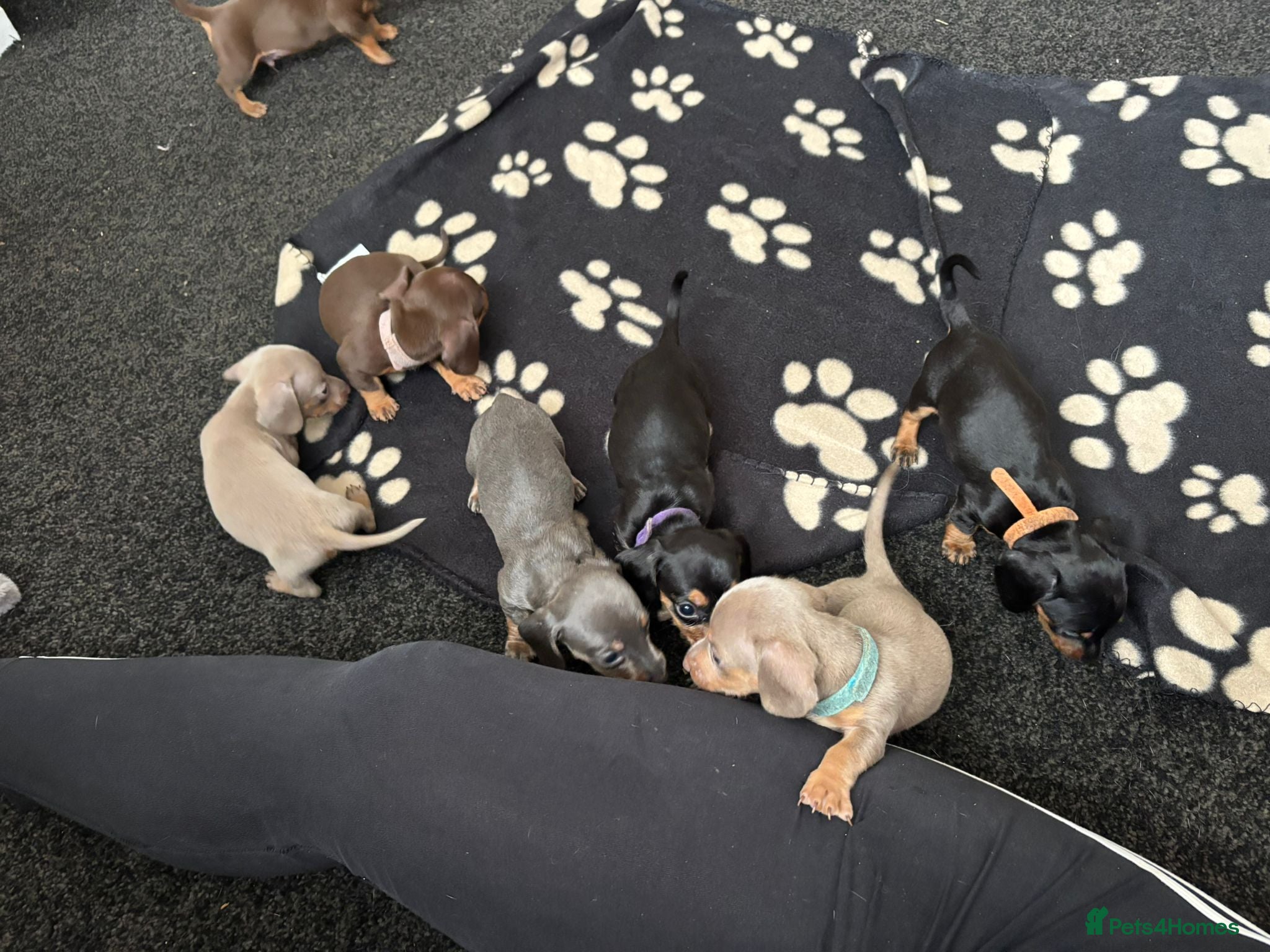 Miniature Dachshund dogs 8 miniature dacshunds puppies  - Advert 5