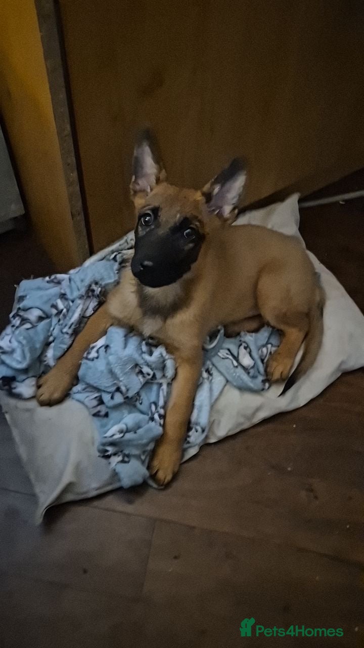 Belgian Shepherd Dog dogs 12week Belgian Malinois for sale - Advert 2