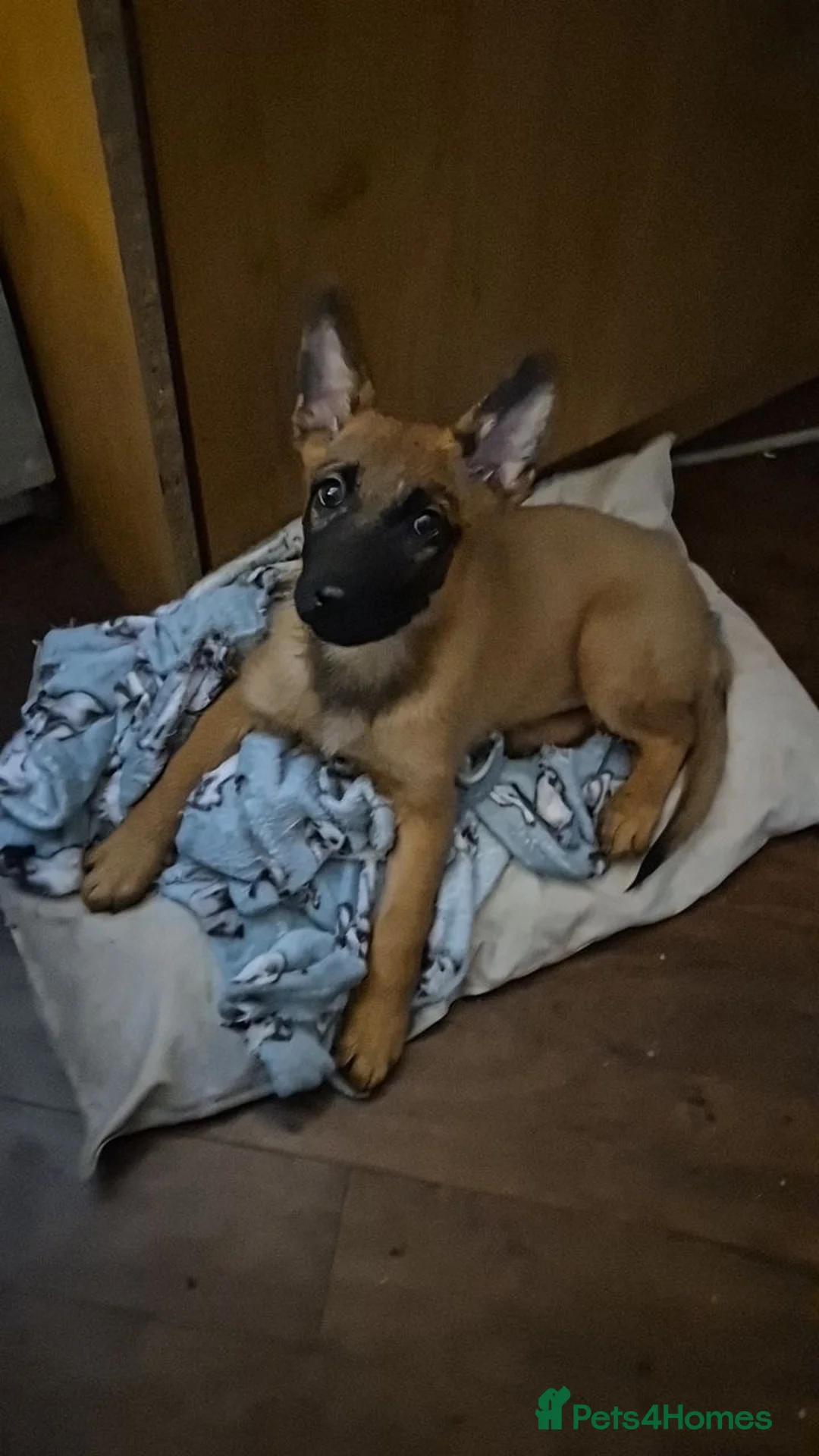 Belgian Shepherd Dog dogs for sale: 12week Belgian Malinois for sale - Advert 1