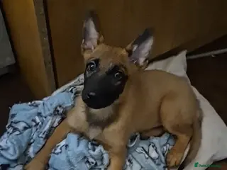 Belgian Shepherd Dog dogs 12week Belgian Malinois for sale - Advert 1