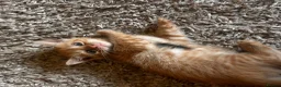 Mixed Breed cats for sale: Beautiful ginger kittens! in Chesterfield - Advert 14