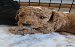 Labradoodle dogs for sale: Beautiful, Well Bred F1b Labradoodle Puppies - Image 8