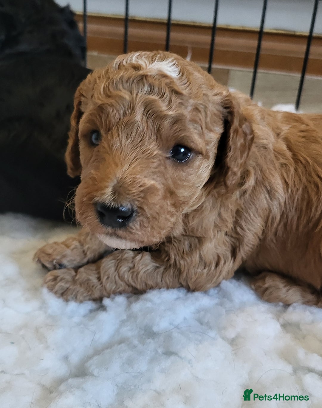 Labradoodle dogs for sale: Beautiful, Well Bred F1b Labradoodle Puppies - Image 8
