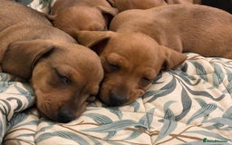 Miniature Dachshund dogs for sale: 🌭 Little Sausages Looking for Big Love! ❤️🐾 - Image 3