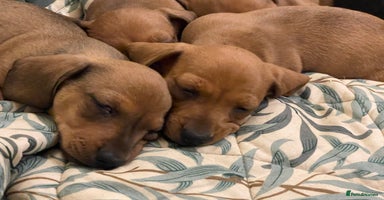 Miniature Dachshund dogs - Advert 12