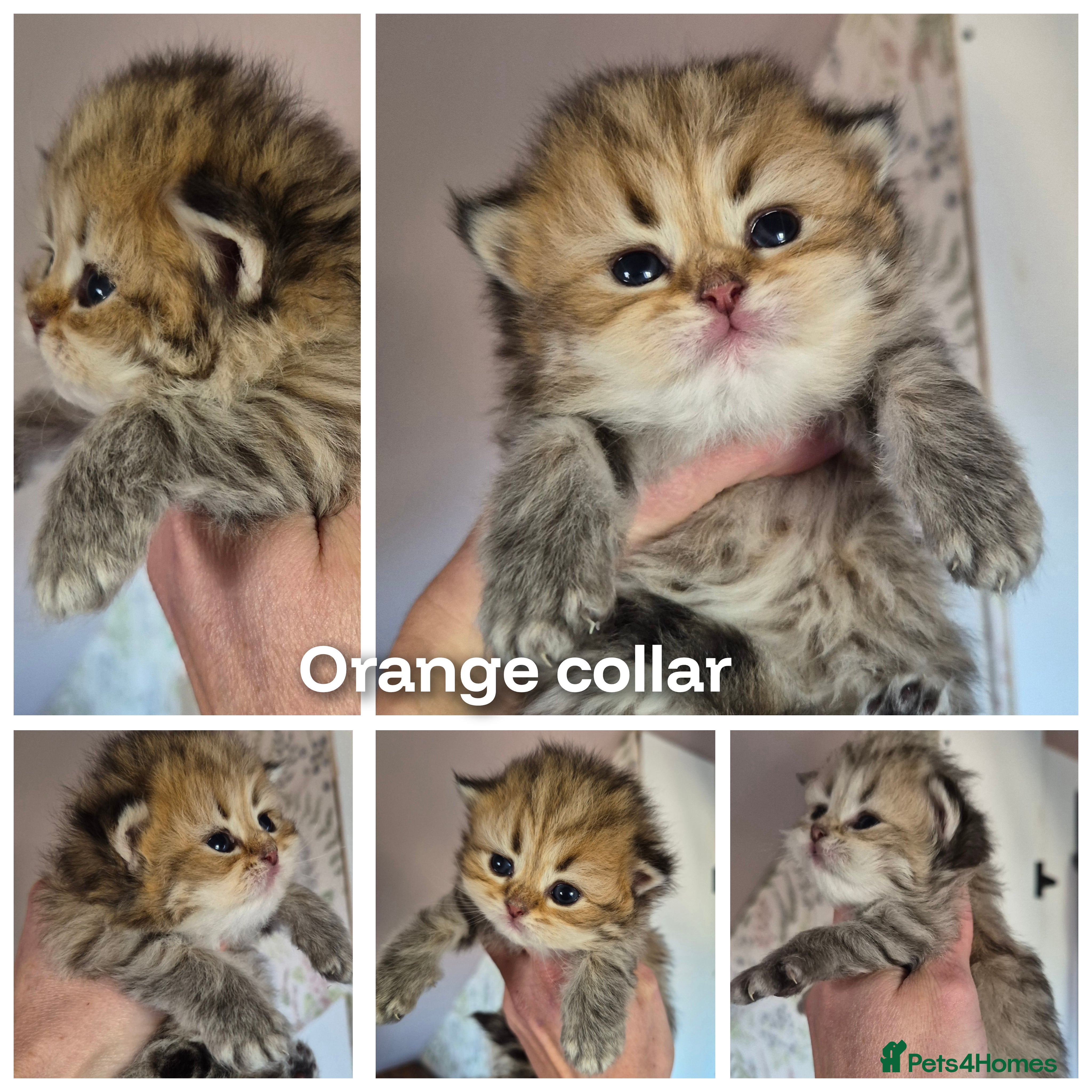 British Longhair cats Golden longhair boys - Advert 2