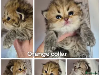 British Longhair cats Golden longhair boys - Advert 2