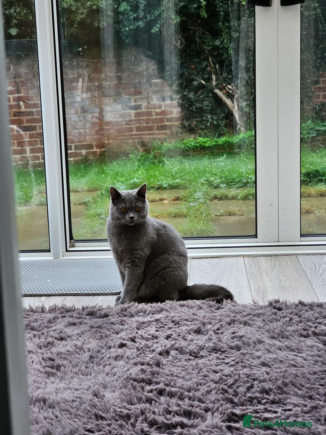 British Shorthair cats for sale: Beautiful BSH FEMALE FOR SLAE ❤️ - Advert 8