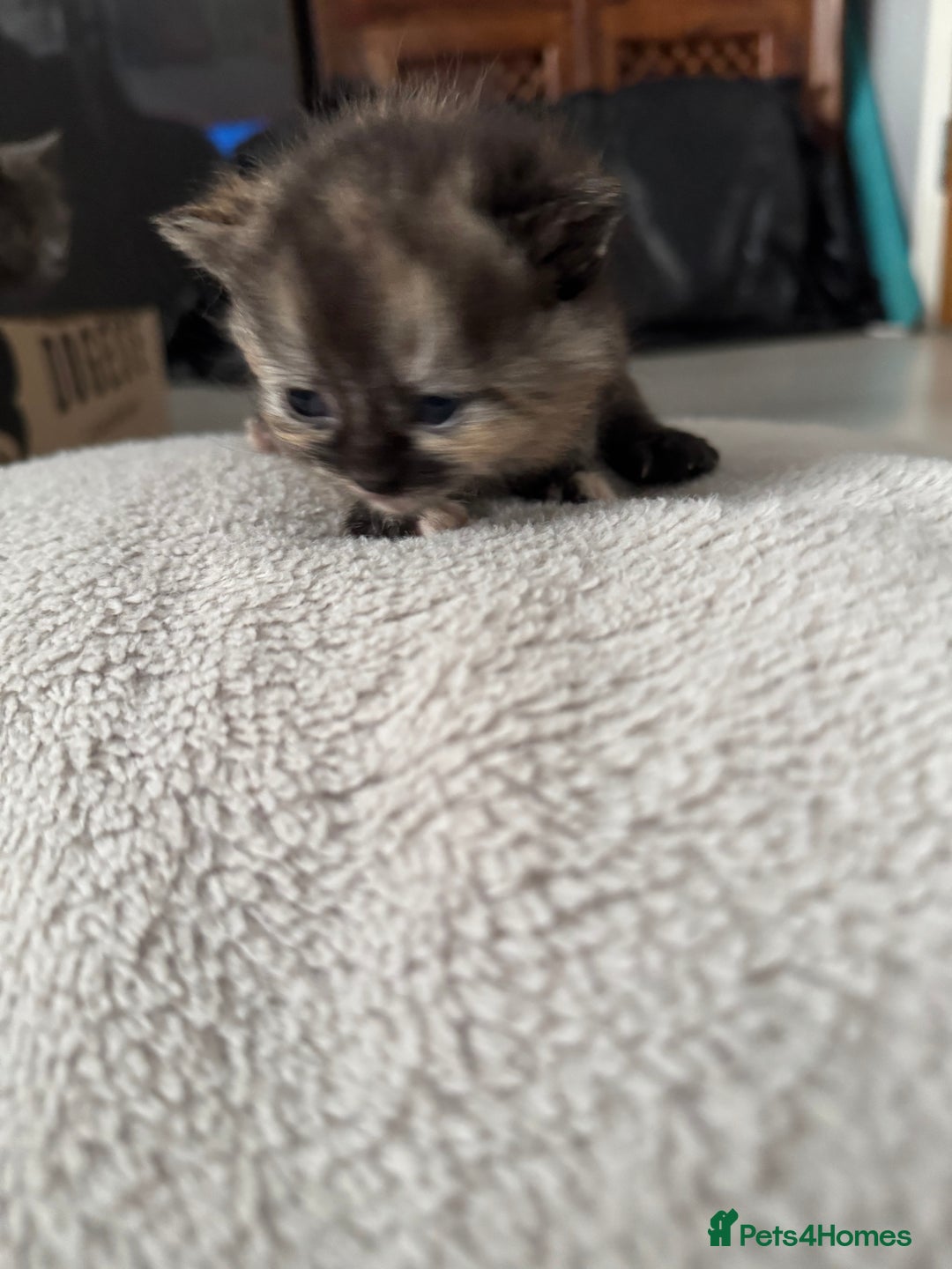 Persian cats for sale: Persian X Domestic kittens - Advert 4