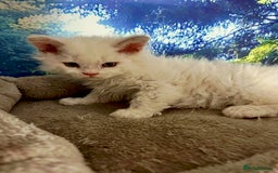 Selkirk Rex cats for sale: Gorgeous Selkirk Rex kittens - Image 27