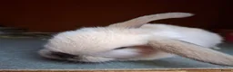 Mini Lop rabbits for sale: Beautiful Mini Lops - Advert 4