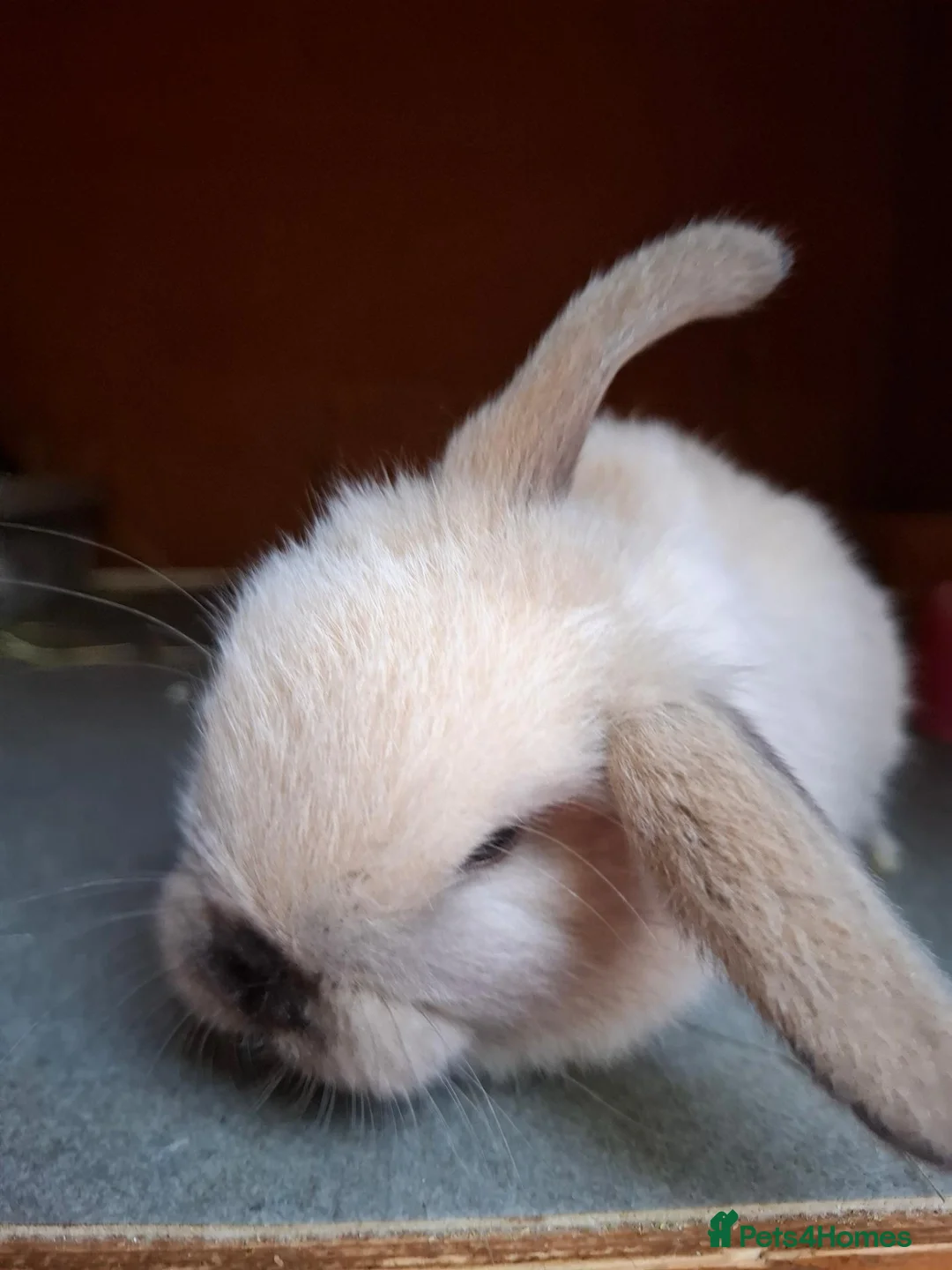 Mini Lop rabbits for sale: Beautiful Mini Lops - Advert 4
