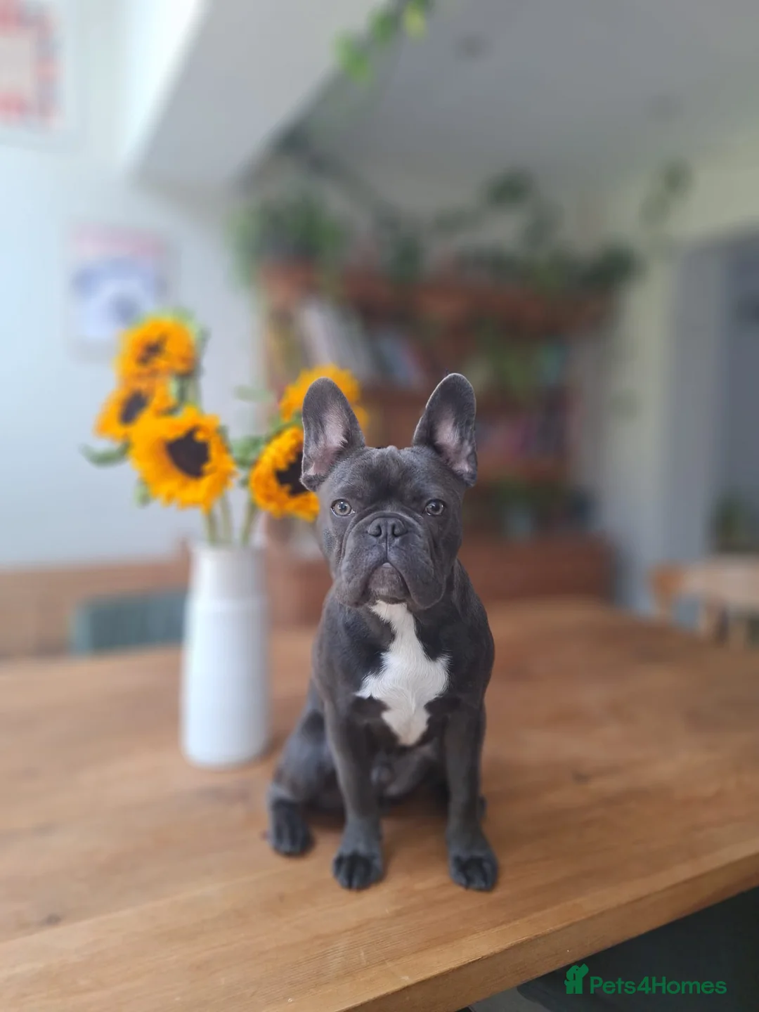 French Bulldog dogs for sale: French bulldog for sale in Tadworth - Advert 2