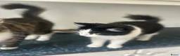 Mixed Breed cats for sale: Rehoming our two girls  in Manchester - Advert 3
