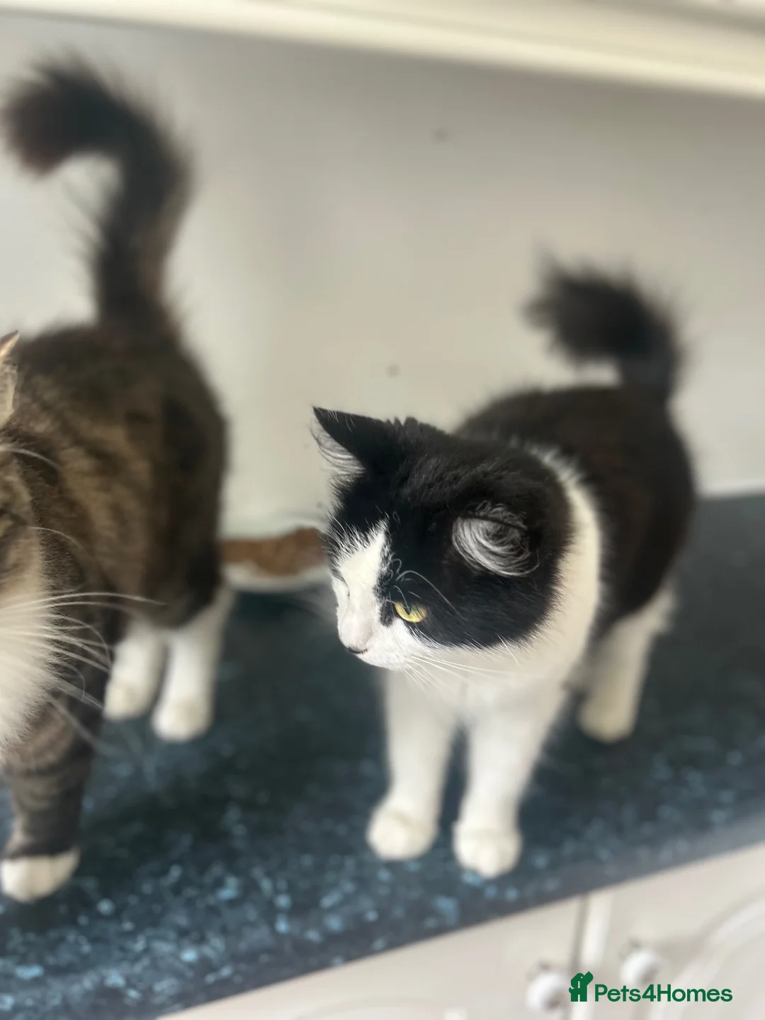 Mixed Breed cats for sale: Rehoming our two girls  in Manchester - Advert 3