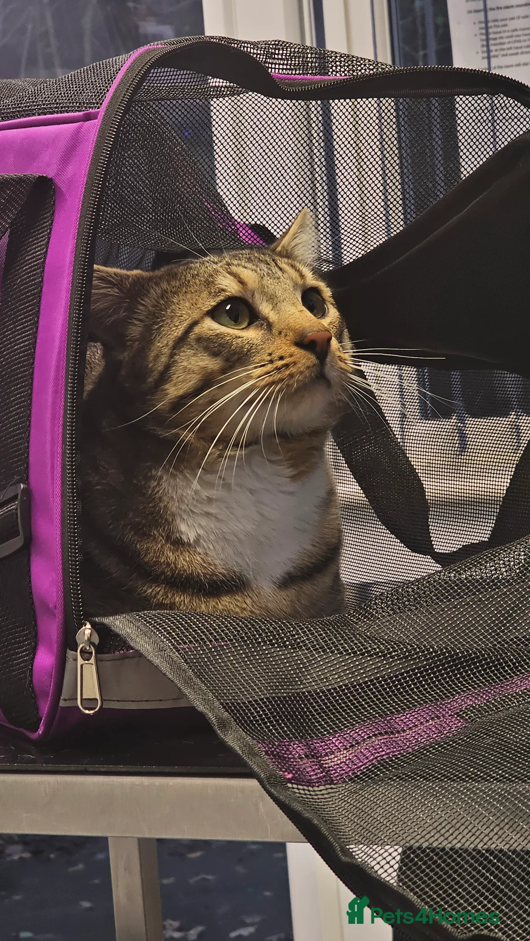 Bengal cats for sale: Bengal kittens - Advert 2