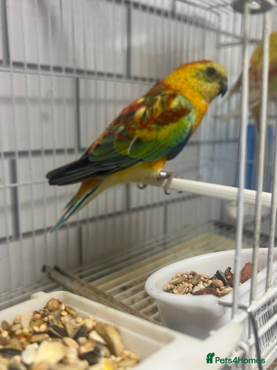 Parrots birds for sale: Pair of red rumps - Image 1