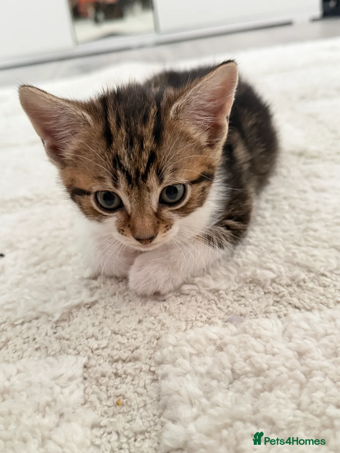 Domestic Shorthair cats for sale: Two cute kittens  - Advert 2