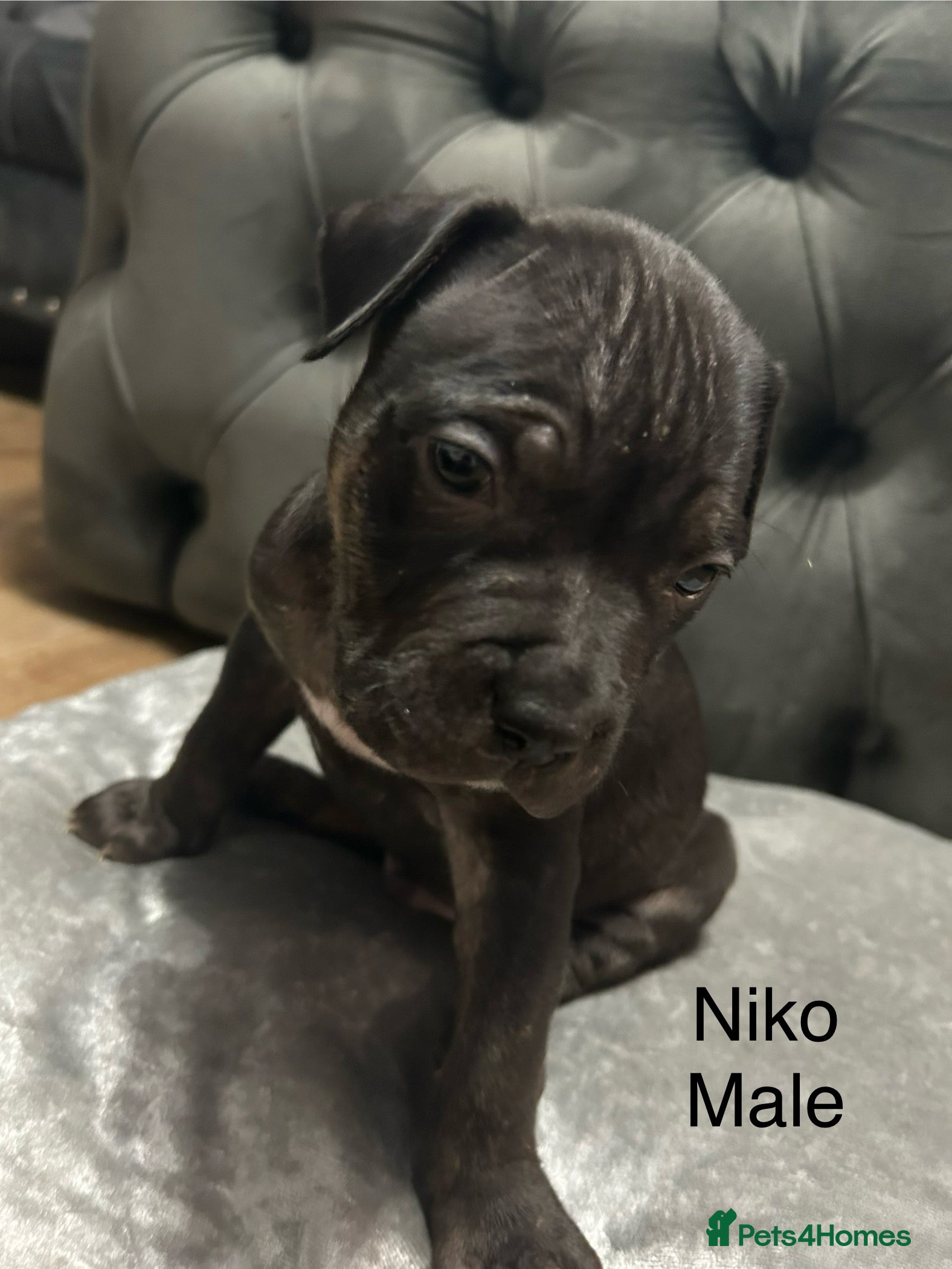 Mixed Breed dogs Beautiful pups ready 24/12 - Advert 9