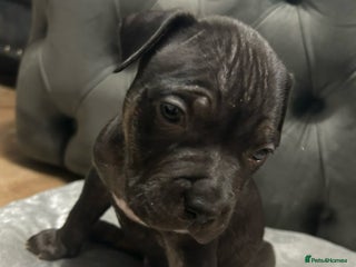 Mixed Breed dogs Beautiful pups - Advert 8