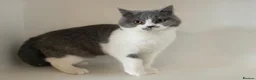 British Shorthair cats for sale: Adorable GCCF REG BSH - ready to leave - Advert 12