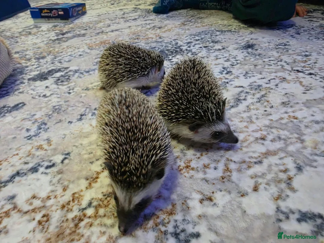 Pygmy Hedgehog rodents for sale: Females African pigmy hedgehogs  - Advert 2