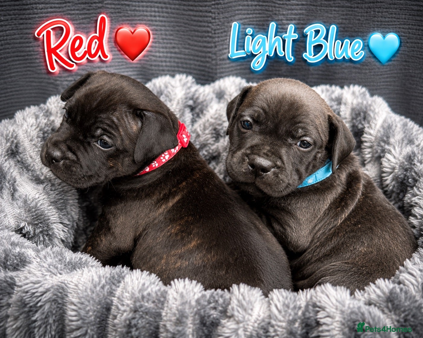 Staffordshire Bull Terrier dogs 2 Brindle boys left! - Advert 1