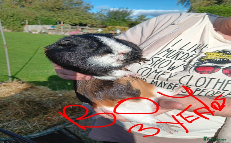 Guinea Pig rodents - Advert 1