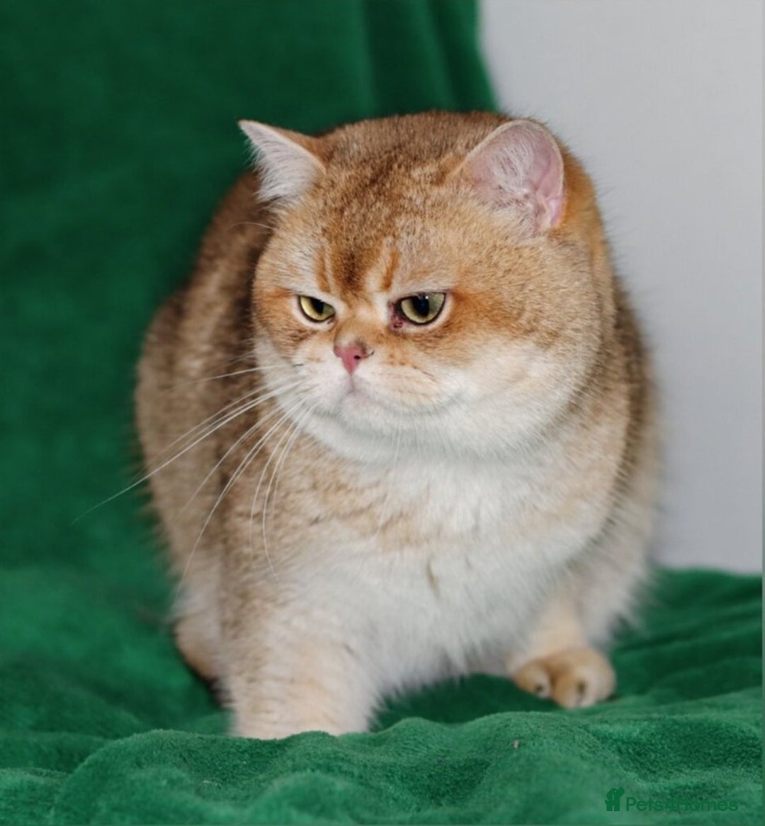 British Shorthair cats for sale: Charming British golden chinchillas - Advert 22