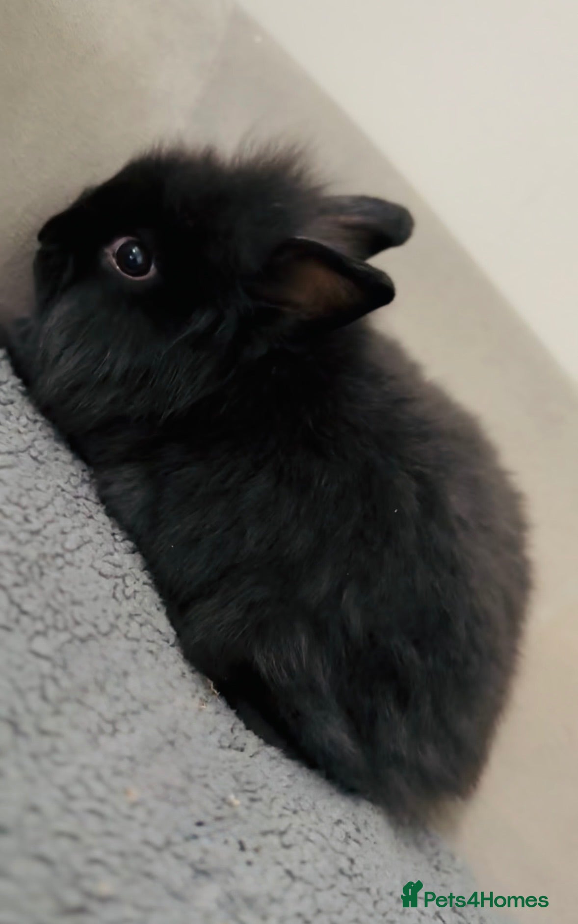 Lionhead rabbits Pure Bred Double Maned Lionhead babies - Advert 2
